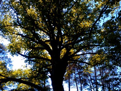 Forêt fontainebleau chêne remarquable 02
