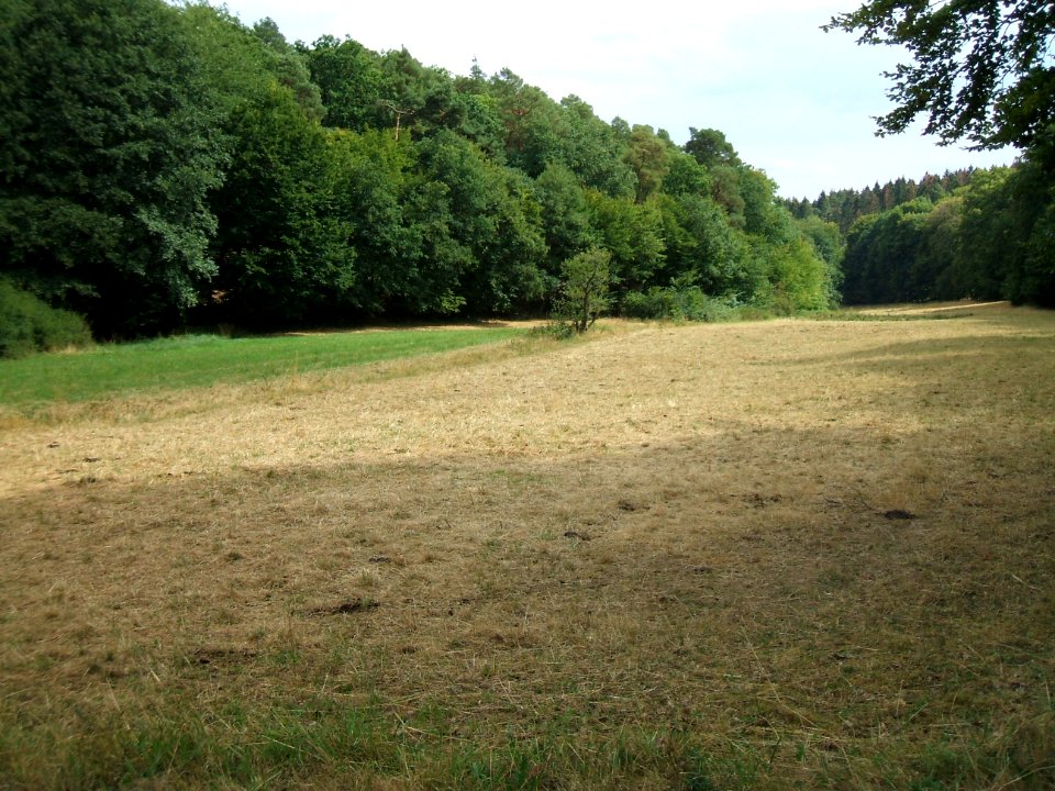 Forbach auf Waldweide