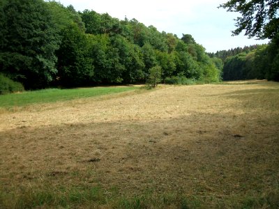 Forbach auf Waldweide