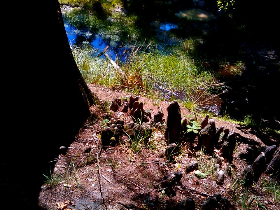Forêt fontainebleau mare aux cerfs 02