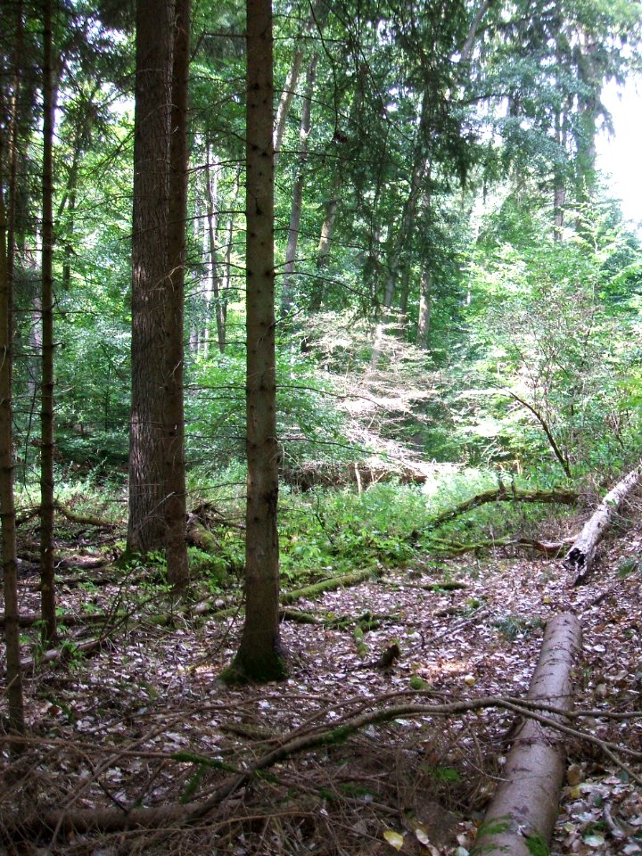 Forbach Übergang Nadel- in Laubwald