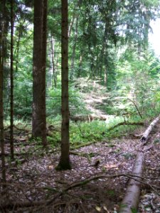 Forbach Übergang Nadel- in Laubwald