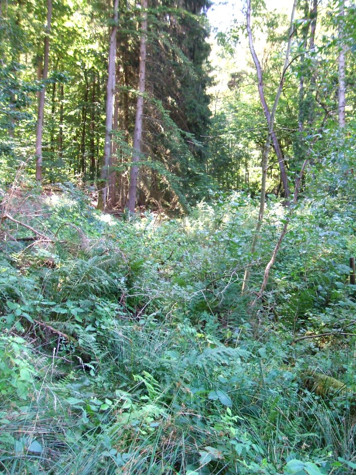 Forbach Quelle mit Blick Oberlauf