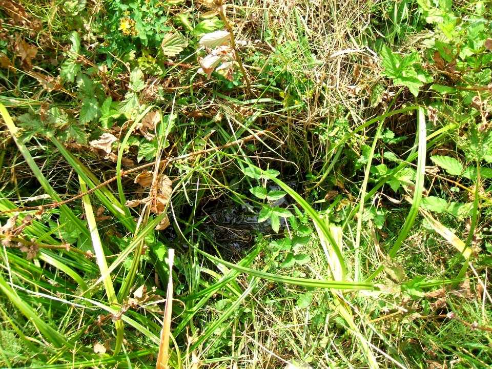 Forbach in Waldwiese führt Wasser