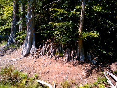 Forêt fontainebleau mare aux cerfs 01