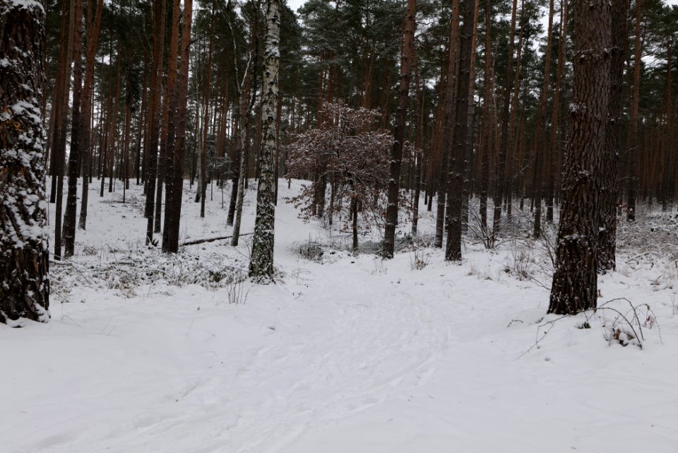 Forest around Wietkiekenberg Ferch with snow 2021-02-07 36