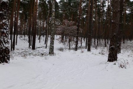 Forest around Wietkiekenberg Ferch with snow 2021-02-07 36