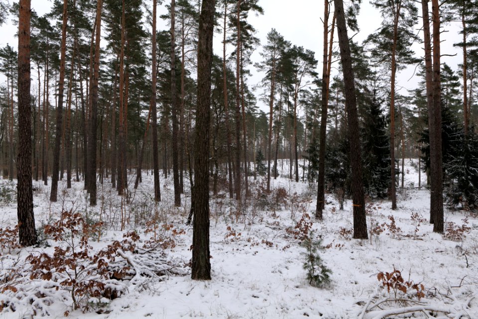 Forest around Wietkiekenberg Ferch with snow 2021-02-07 53