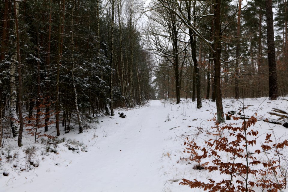 Forest around Wietkiekenberg Ferch with snow 2021-02-07 68