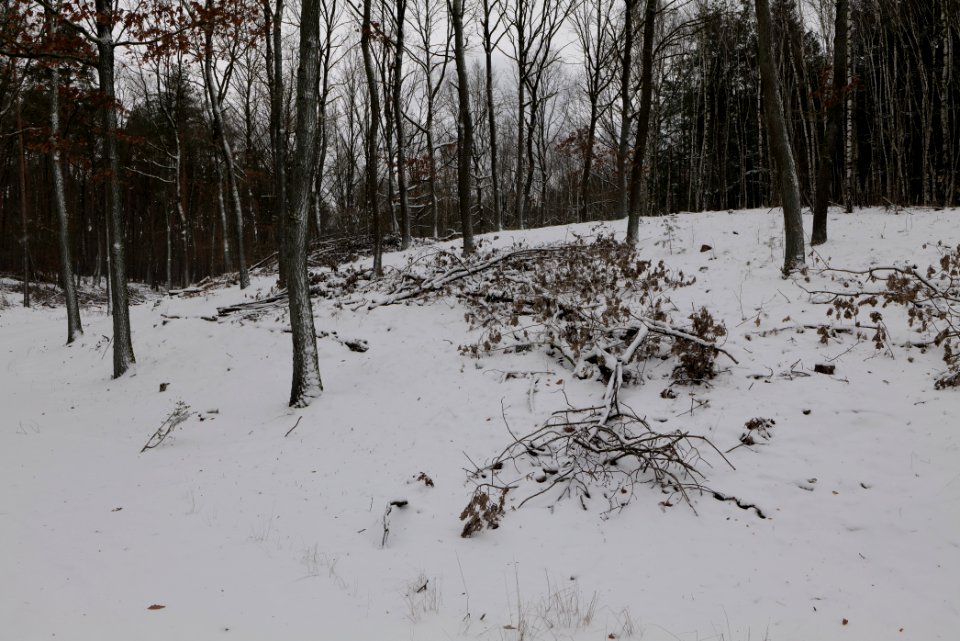 Forest around Wietkiekenberg Ferch with snow 2021-02-07 62