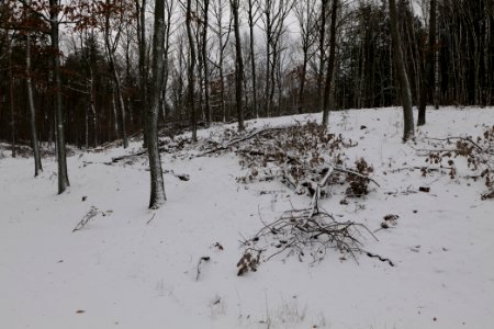 Forest around Wietkiekenberg Ferch with snow 2021-02-07 62