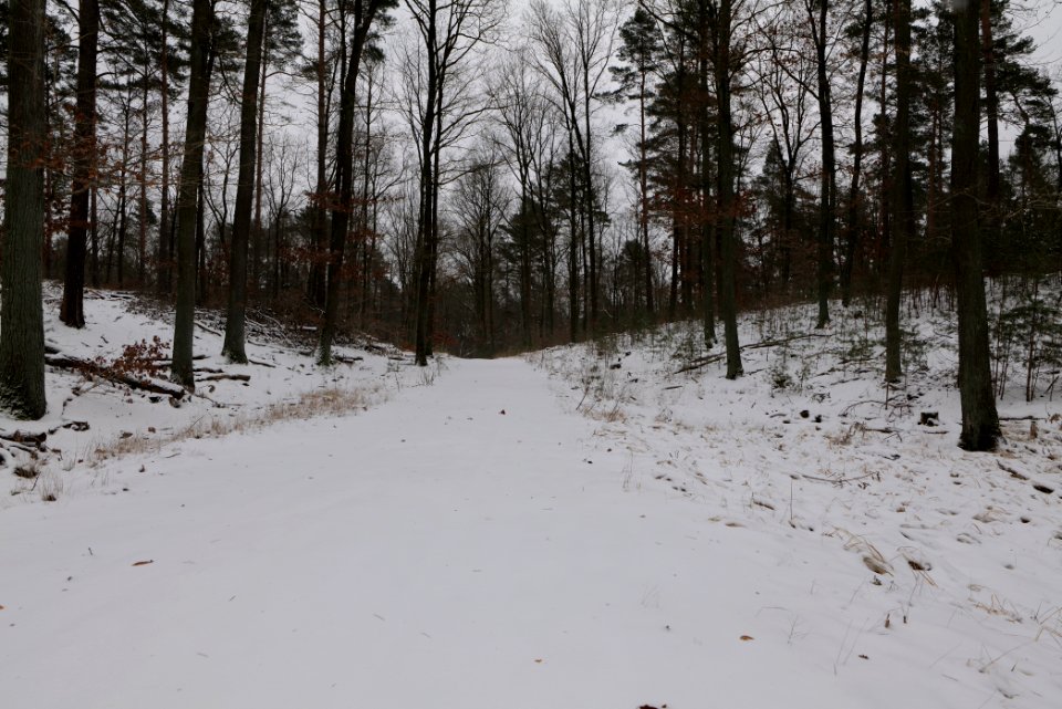Forest around Wietkiekenberg Ferch with snow 2021-02-07 61