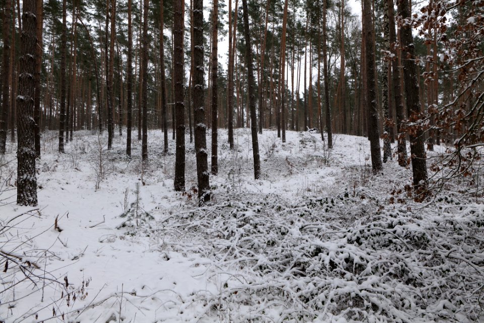 Forest around Wietkiekenberg Ferch with snow 2021-02-07 38