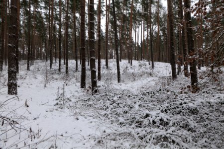 Forest around Wietkiekenberg Ferch with snow 2021-02-07 38