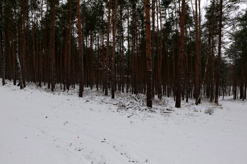 Forest around Wietkiekenberg Ferch with snow 2021-02-07 47