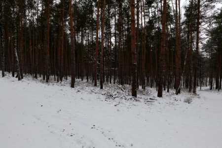 Forest around Wietkiekenberg Ferch with snow 2021-02-07 47
