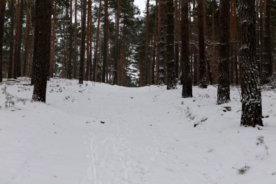 Forest around Wietkiekenberg Ferch with snow 2021-02-07 39