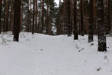 Forest around Wietkiekenberg Ferch with snow 2021-02-07 39