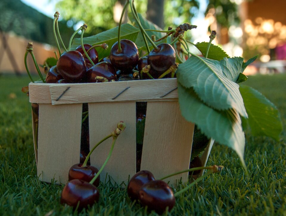 Fruit red fruits cherry