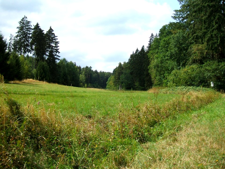 Forbach am Waldrand an Waldwiese