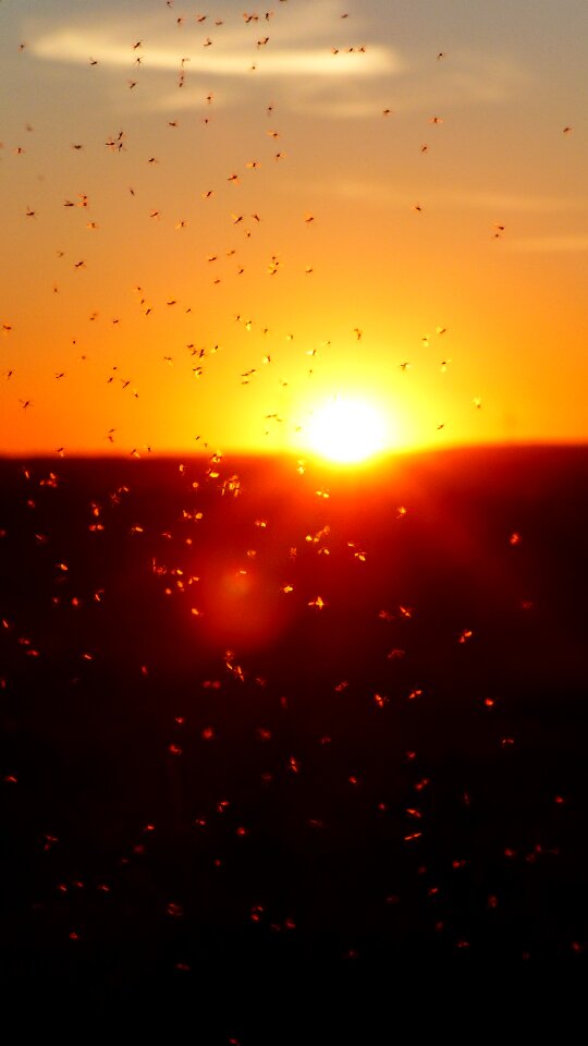 Fliegenschwarm backlighting insect