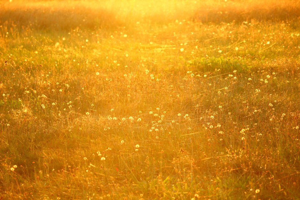 Summer evening light dandelion