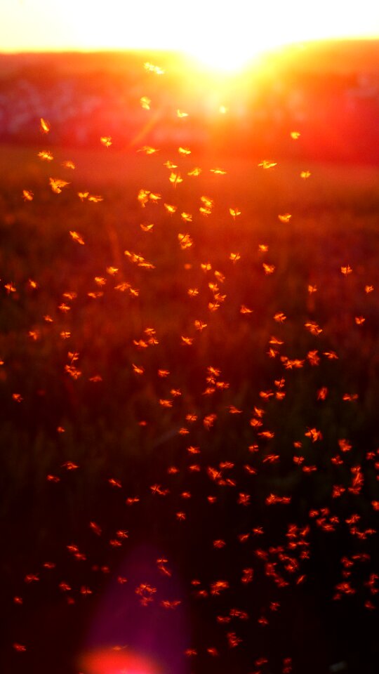 Fliegenschwarm backlighting insect