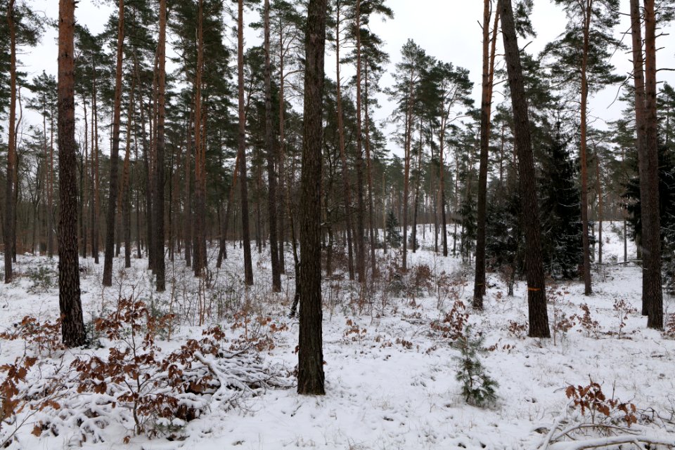 Forest around Wietkiekenberg Ferch with snow 2021-02-07 54