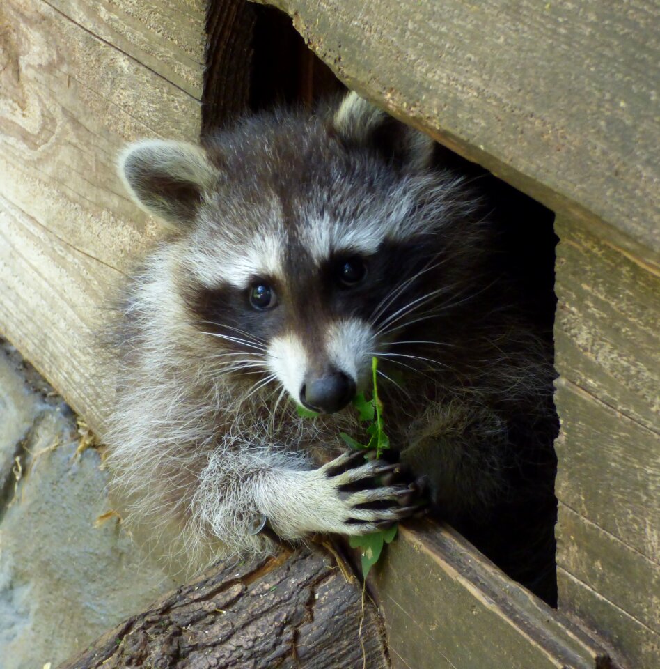 Zoo wildlife park head