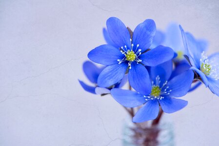 Blue blue flower spring flower photo