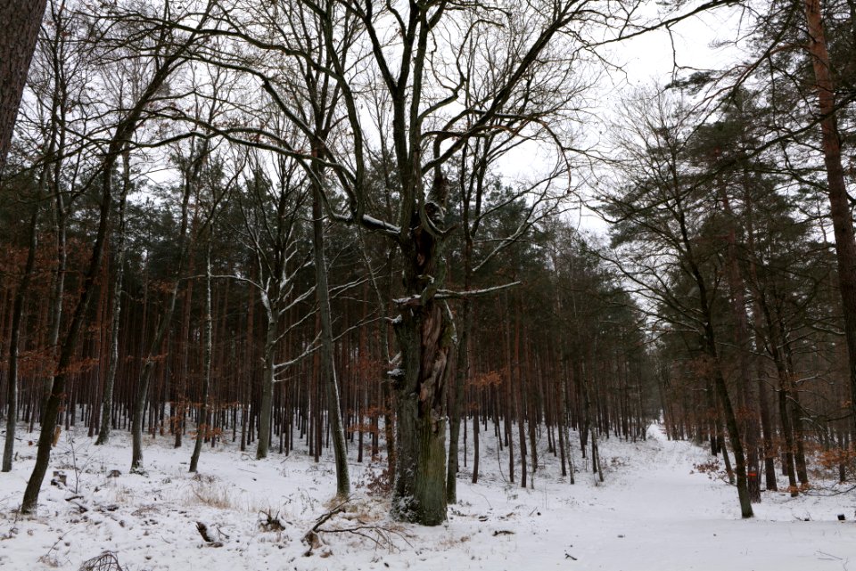 Forest around Wietkiekenberg Ferch with snow 2021-02-07 52