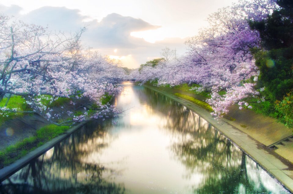 Flowers spring pink