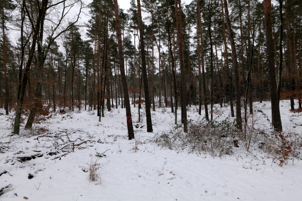 Forest around Wietkiekenberg Ferch with snow 2021-02-07 55