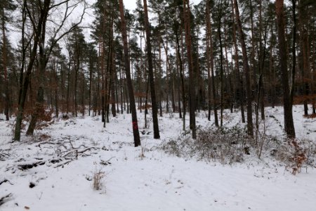 Forest around Wietkiekenberg Ferch with snow 2021-02-07 55