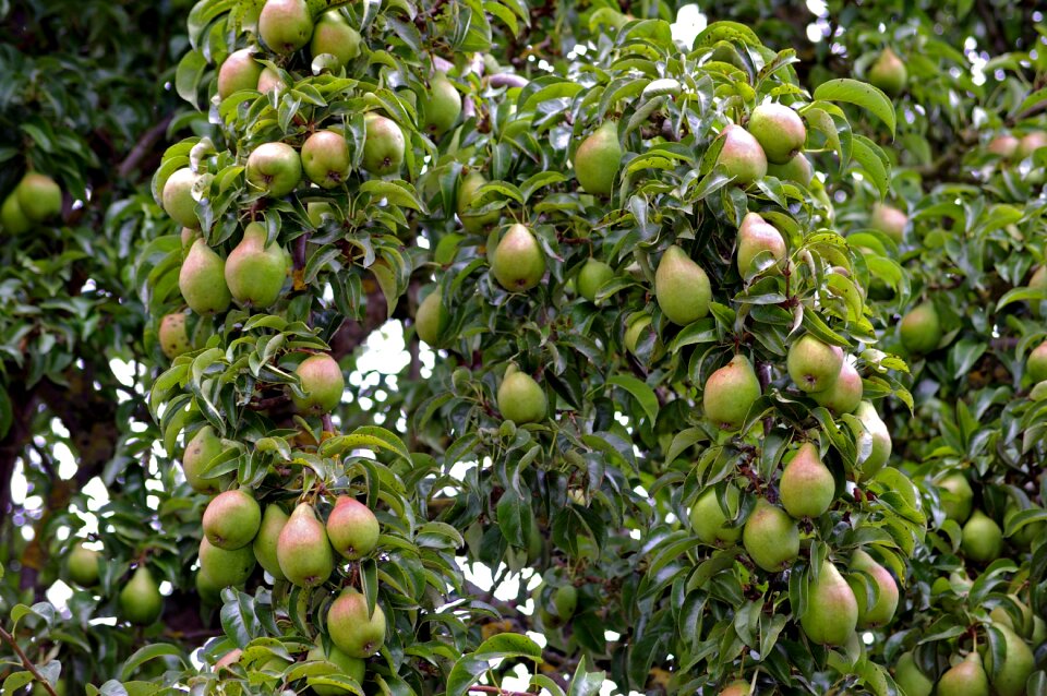 Pome fruit fruit autumn