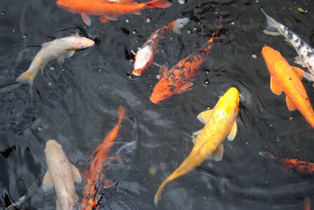 Park koi goldfish photo