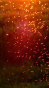 Swarm mosquitoes fliegenschwarm photo