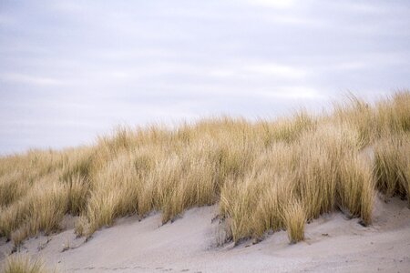 Marram grass sand clouds photo
