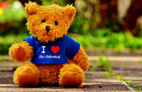 Animals bear funny
