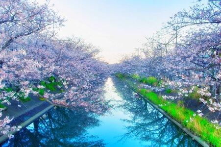 Flowers spring pink photo