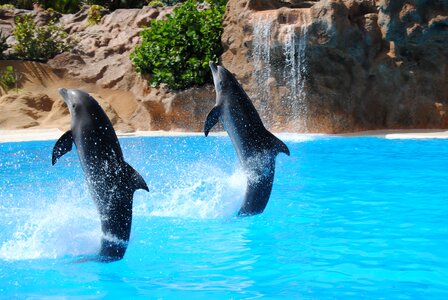 Dolphinarium jump traned
