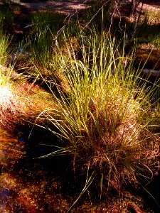 Fontainebleau forest herb 02
