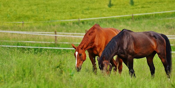 Stallion eat paddock