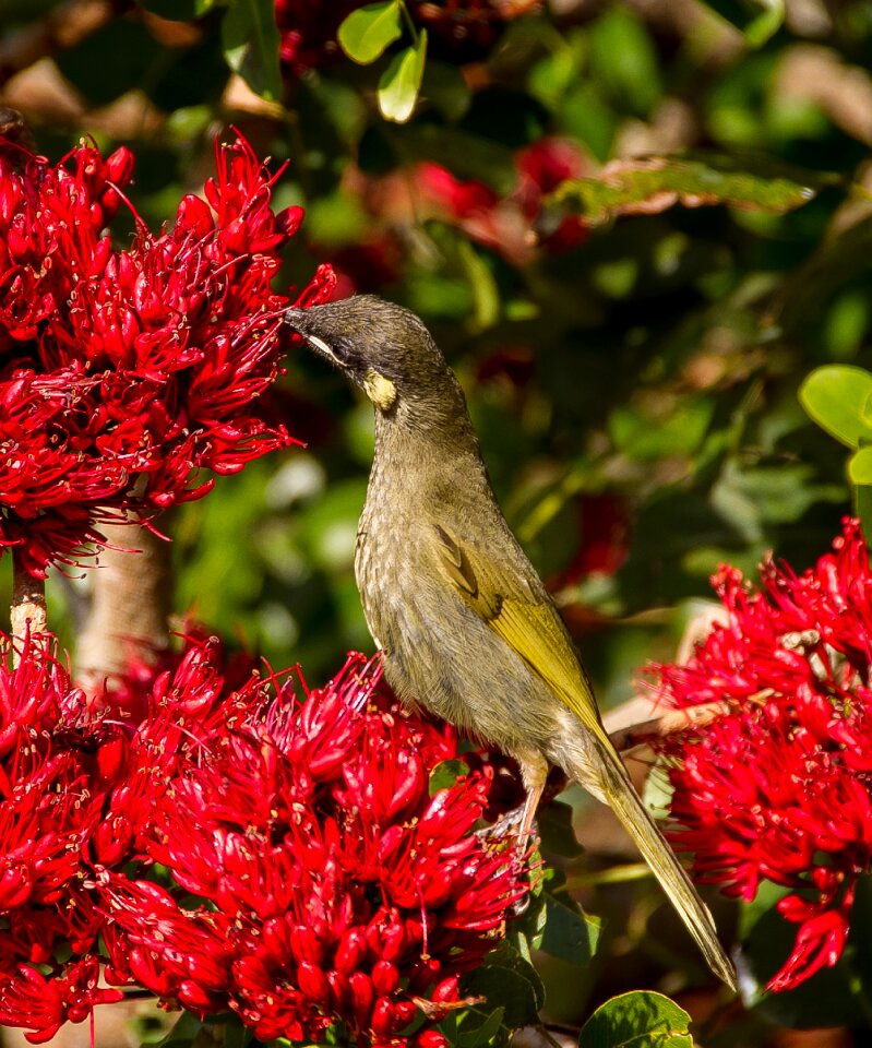 Wild honeyeater feeding