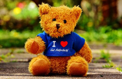 Animals bear funny