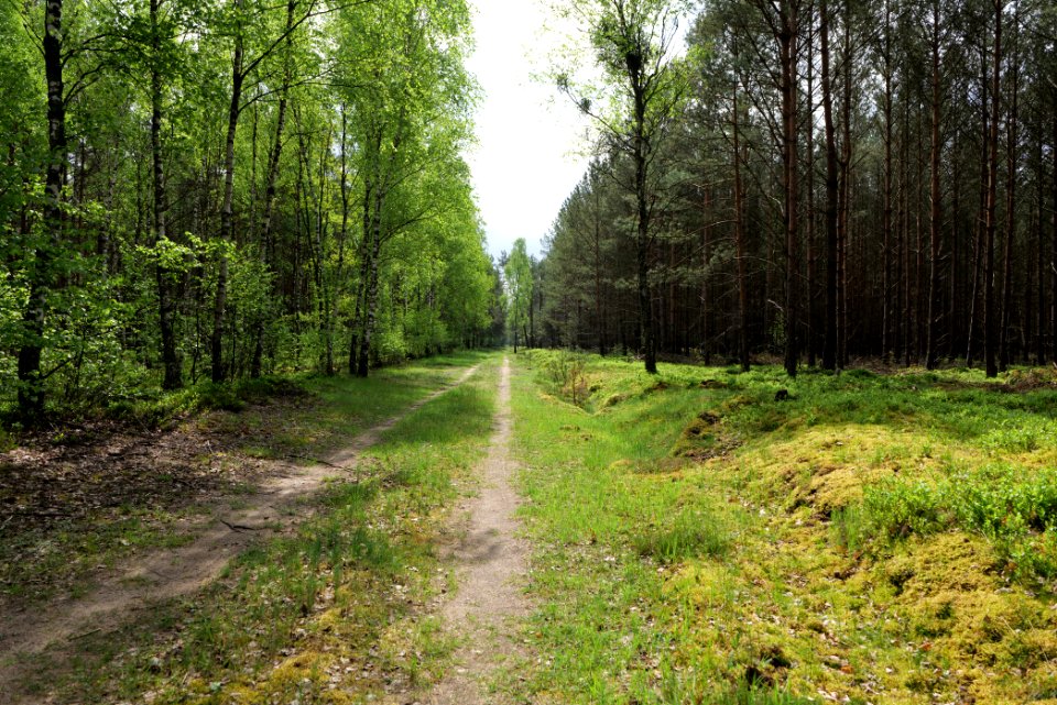 Forest Himmelpfort 2021-05-29 67