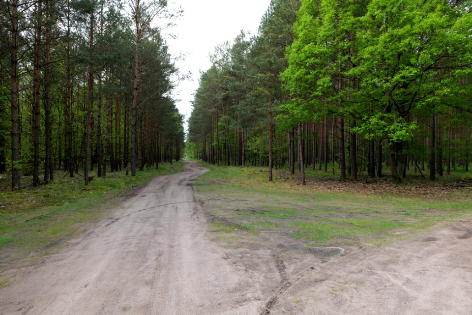 Forest Himmelpfort 2021-05-29 54