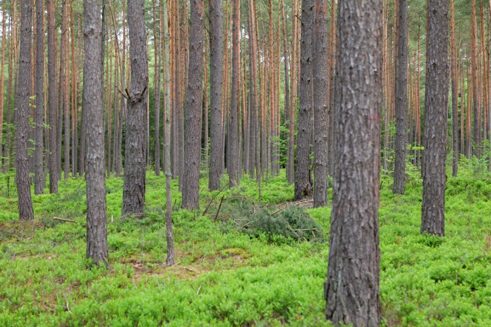 Forest Himmelpfort 2021-05-29 06