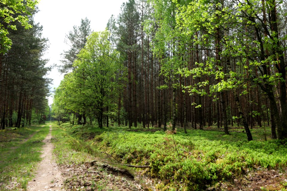 Forest Himmelpfort 2021-05-29 63
