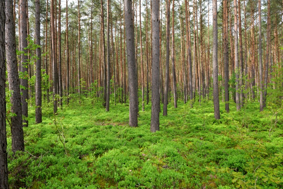 Forest Himmelpfort 2021-05-29 45